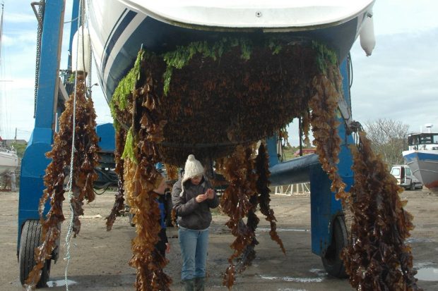 Image of a lady standing next to a boat on a stand which has lots of seaweed attached to it.