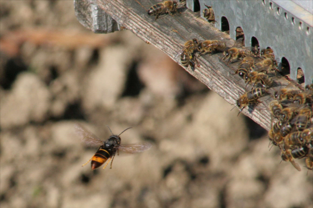Asian hornet “hawking” outside a beehive