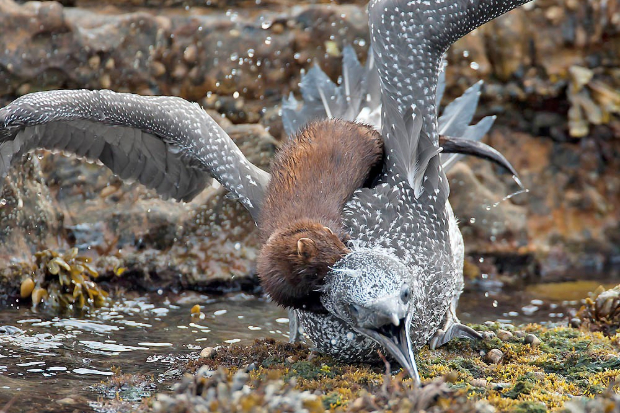 American mink attacking a gannet chick, classified as a vulnerable species by the IUCN