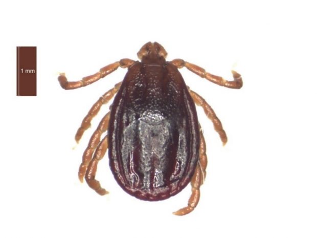Image of a female red sheep tick against a one mm scale
