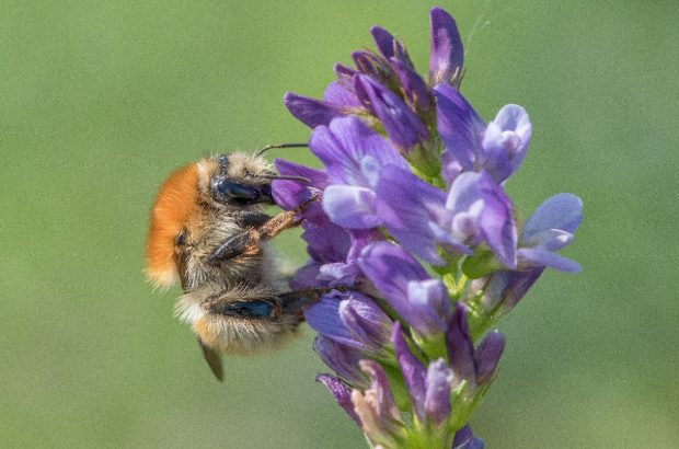 Image of a bee standing on a purple flower.
