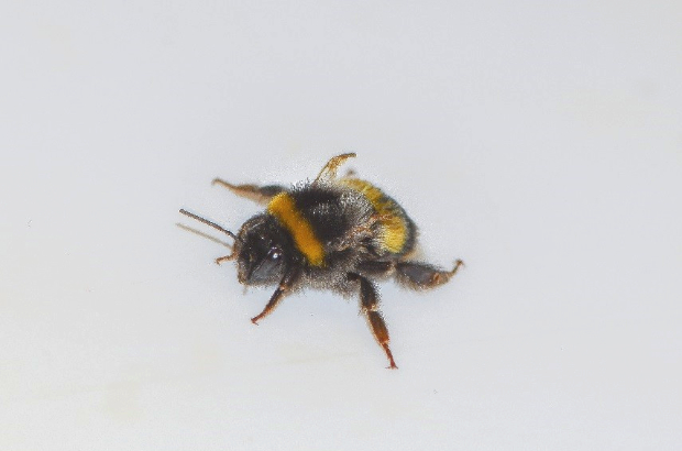 Buff-tailed bumblebee (Bombus terrestris) with deformed wings