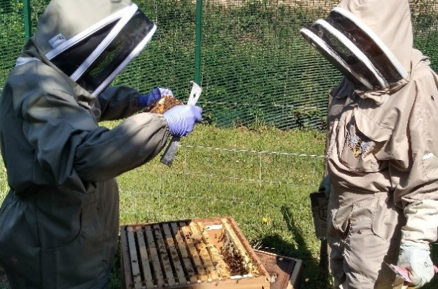 Two people in beekeeping suits inspecting a hive