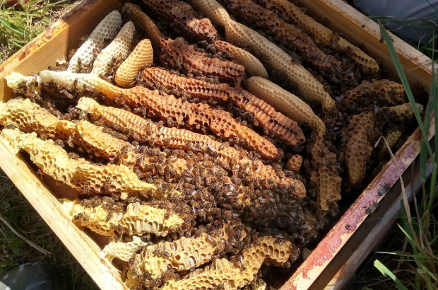 Bees making ‘wild comb’ in area that they should not