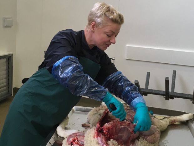 Photo of a female Veterinary Investigation Officer performing a post-mortem on a sheep 
