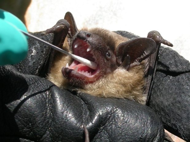 Bat being held in a black glove, having its mouth swabbed