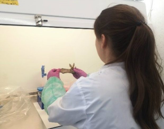 Female lab technician holding a bat and inspecting its wing