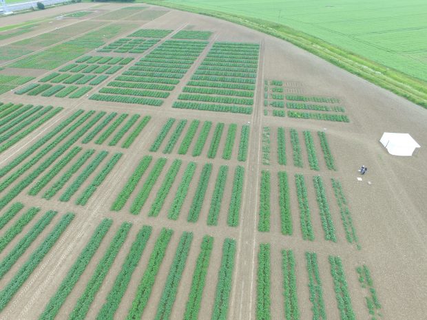 Aerial image of a field showing rows of crops