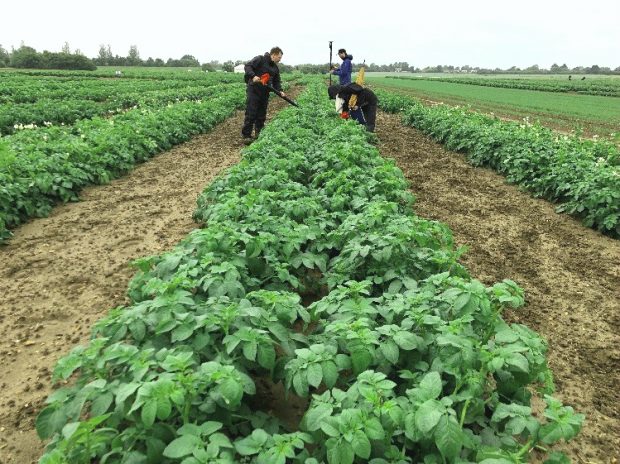 Three men standing in a field of crops inspecting them