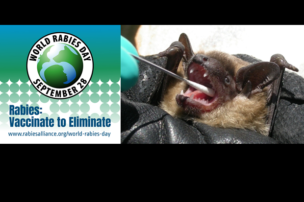 A Serotine bat having a mouth swab and the World Rabies Day logo with the words 'World Rabies Day, September 28, Rabies: Vaccinate to Eliminate'