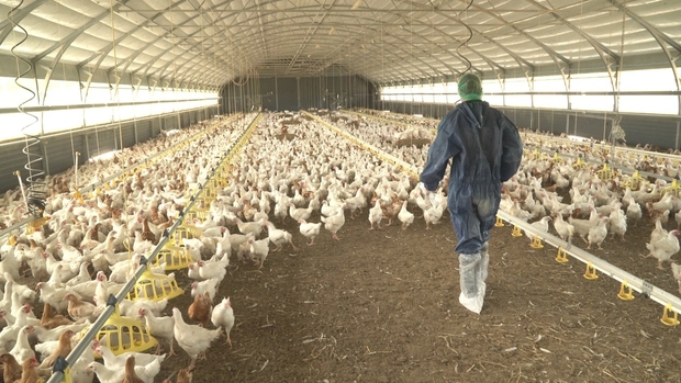 Image of a male wearing a blue protective suit walking in a barn full of chickens.