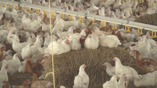 Image of chickens sitting on hay bales.