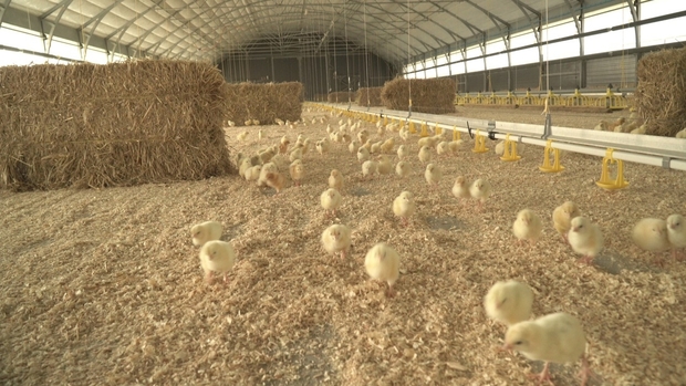 Image of chicks in a barn.