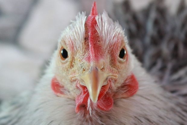 Image of a white chicken looking into the camera.