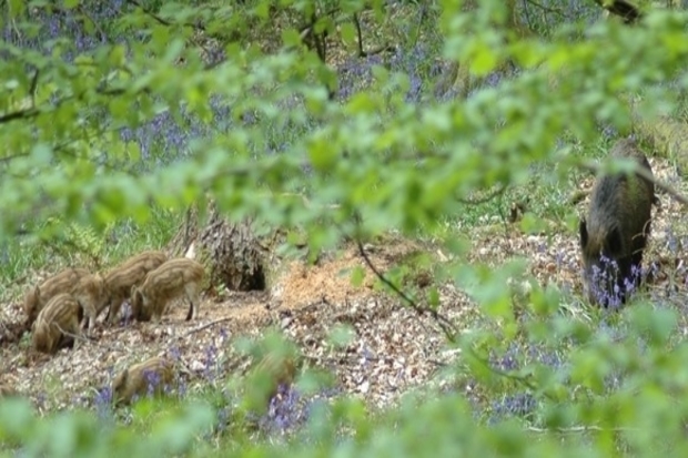 Image of four wild boar piglets with an adult wild boar in woodland.