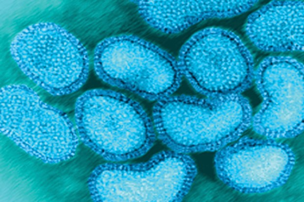 Image of the avian influenza virus.