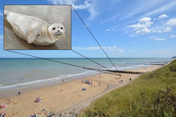 Image of a sunny beach with a secondary image of a grey coloured seal pup.