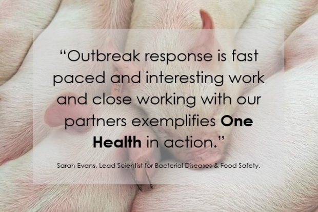 Image of piglets cuddled together sleeping with the following text over the top, 'Outbreak response is fast paced and interesting work and close working with our partners exemplifies One Health in action. Sarah Evans, Lead Scientist for Bacterial Diseases and Food Safety.'
