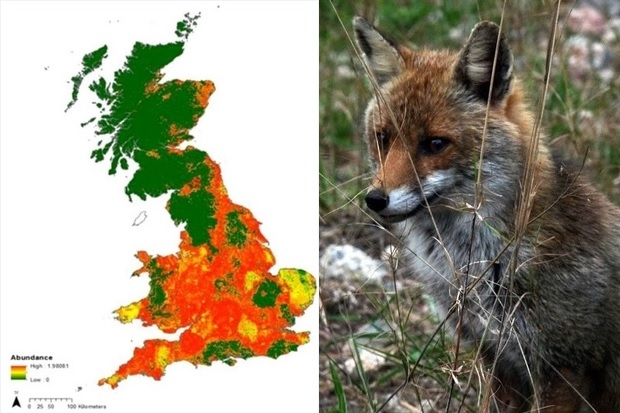 Image split in two halves. The left-hand side shows a map of Great Britain coloured in shades of green (mainly in the north), red (mainly in the south) and patches of yellow. The right-hand side shows an image of a fox sitting behind long strands of grass.