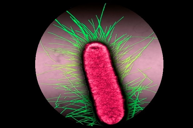 Image of a salmonella bacteria close-up. The bacteria is shown in vivid pink and is tubular in shape. There are green 'hair-like' lines coming from it.