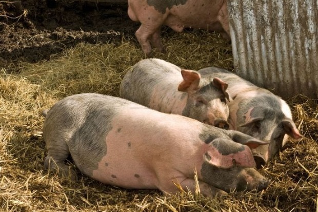 Image of four pigs in a pen of straw.