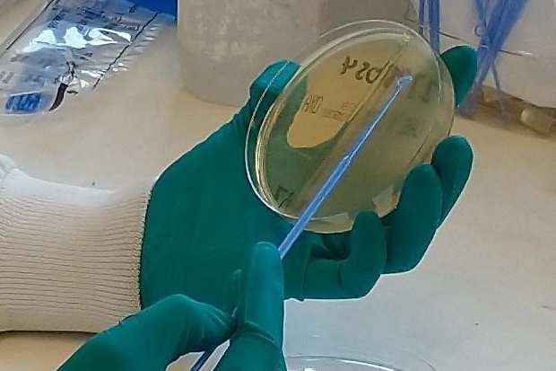 Image showing gloved hands swabbing an agar plate.