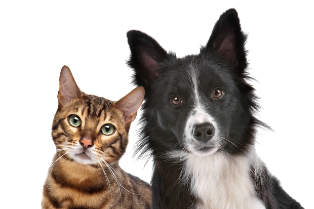 Image of a cat and a dog looking into the camera.