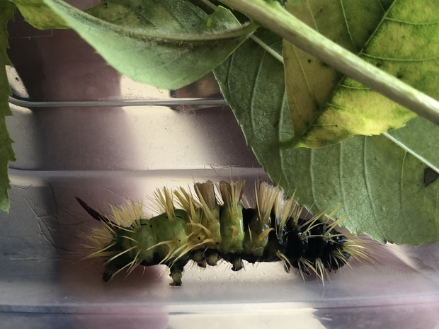 Image of a hairy caterpillar next t a leaf