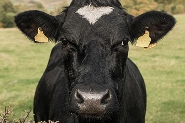 Image of a black and white cow with ear tags looking at the camera