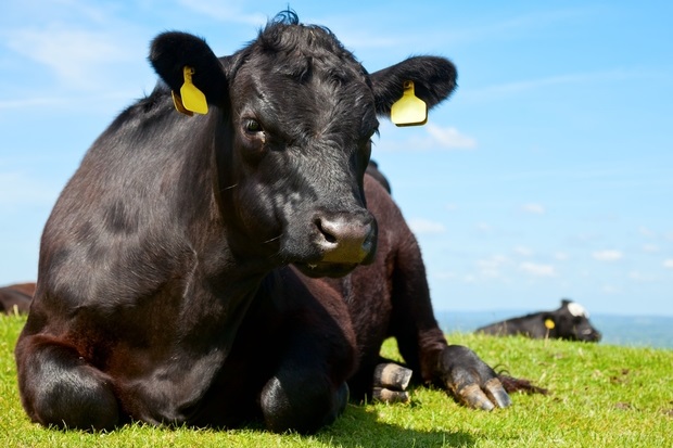 Image of a black cow with yellow ear tags laying in a field.