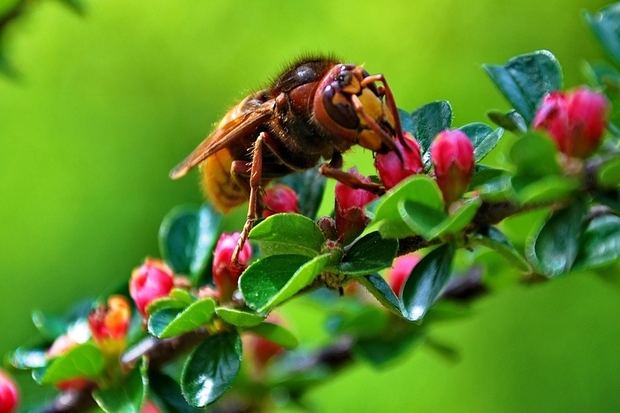 Image of a European hornet sitting on a branch.