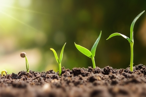 Image of five seedlings all at different stages of growth from an emerging seedling to a larger seedling.