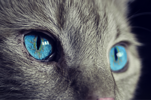 Close-up image of a grey cat's blue eyes