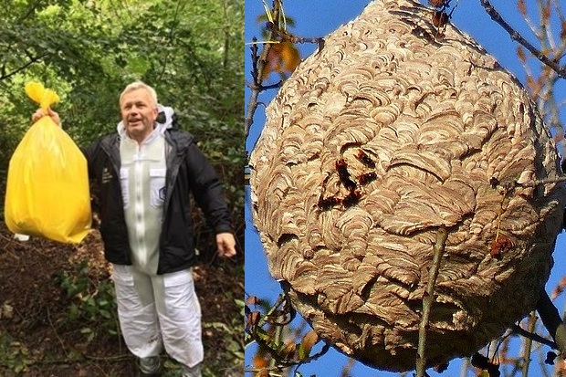 Image split in half. The left hand side is of a gentleman holding up a large yellow bag. The right is of an Asian hornet nest.