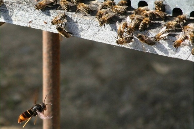 Image of one Asian hornet hovering outside a bee hive.