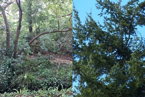 Image split in two. The one on the left hand side depicts a woodland floor and the image on the right depicts a treetop.