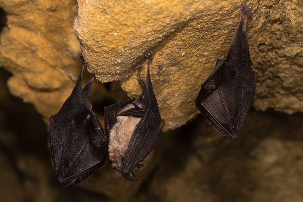 Image of two Horseshoe bats hanging upside down in a cave.