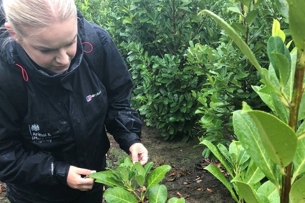 Image of Laura Chapman outside inspecting a plant's leaf