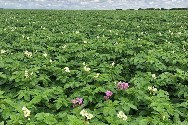 Image of a field full of potato plants with white flowers with a few flowers which are pink in colour