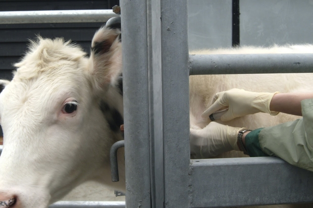 Image of a white cow in a cattle holder receiving a vaccination