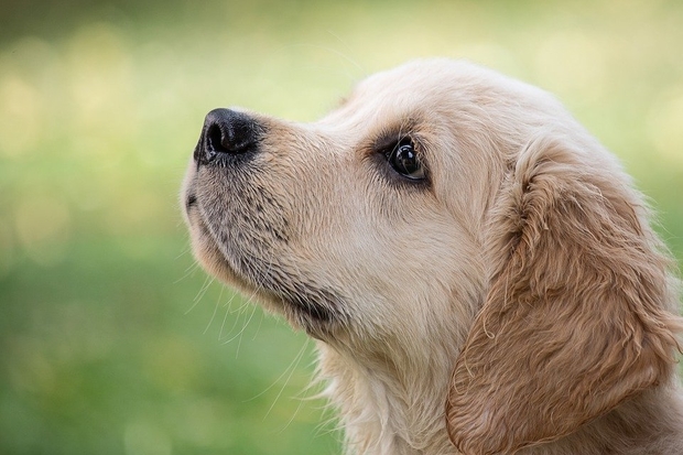 Image of a Golden Retriever puppy's head.