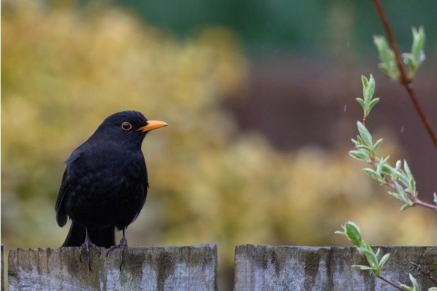 Image of a blackbird sitting on a fence