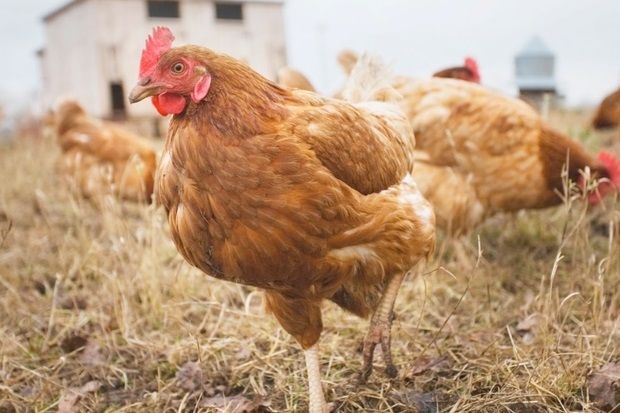 Image of a brown hen standing in a field with other hens in the background.