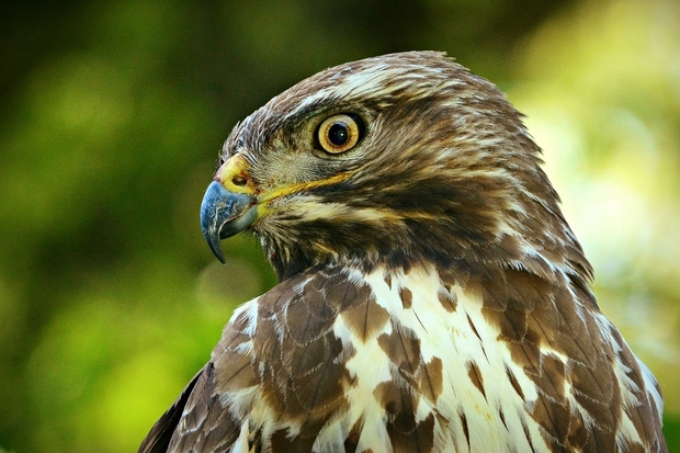 Image of a common Buzzard.