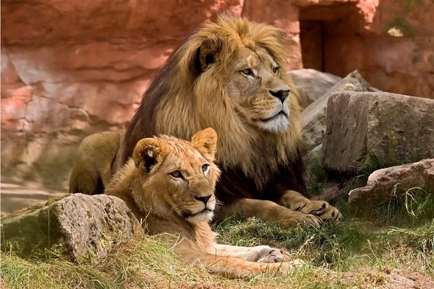 Image of a male and female lion laying next to each other in a zoo setting