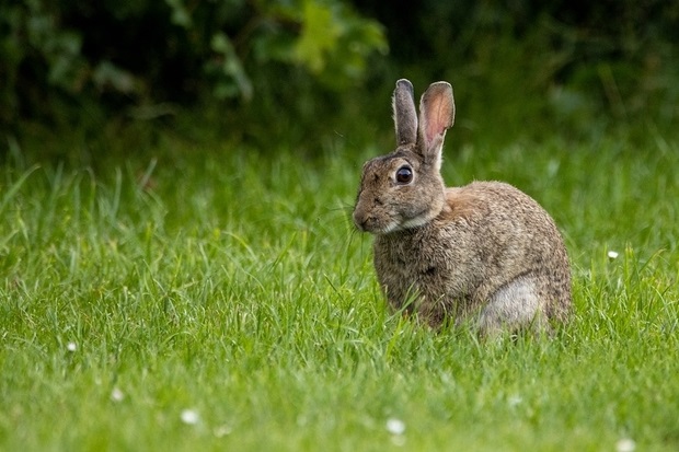 Image of a wild brown rabbit on grass