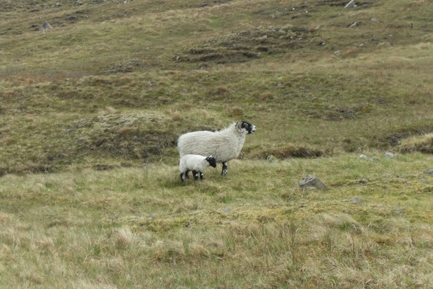 Image of sheep and a lamb on grassland