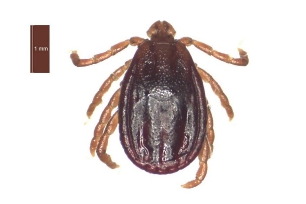 Image of a sheep tick with a scale to 1mm next to it.