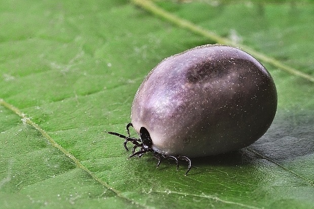 Image of an engorged tick on a leaf