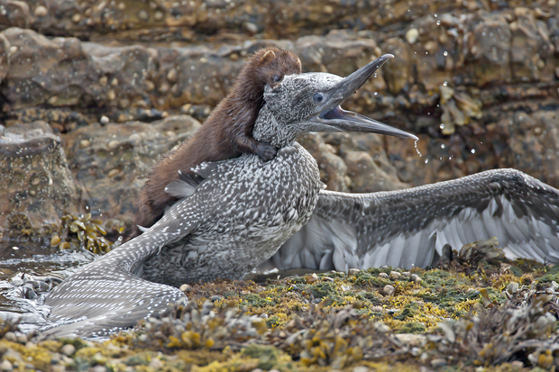 Image of an American mink attacking a gannet chick.